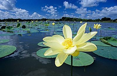 时隔多年之后，《任天堂Switch运动》经典角色回归