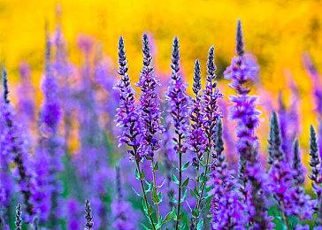 《明末：渊虚之羽》新预告 女主大战强力Boss