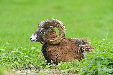 《马力欧+疯狂兔子：星耀之愿》已售出近三百万份